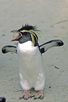 Stampe di Penguin Immagini Correlate Stampe: Penguin