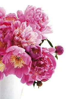 Rosaceae Family Stampe: Peonies