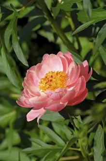 Open Air Flowering Plants Stampe: Peonies