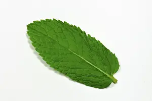 Studio Shot Of Fresh Herbs Stampe: Peppermint leaf