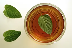 Botanical Studio Photography Stampe: Peppermint tea