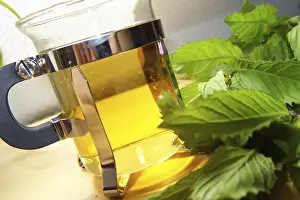 Medicinal Plant Uses Stampe: Peppermint tea