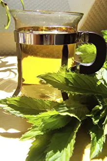 Lamiales Family Plants Stampe: Peppermint tea