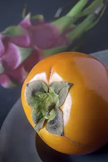 Cactus Family Plants Stampe: Persimmon