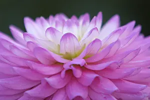 Macro Flower Photography Stampe: Petals