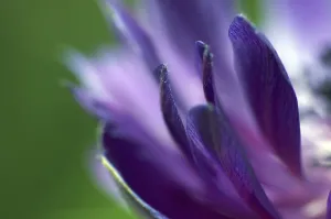 Deserted Flowering Plants Stampe: Petals