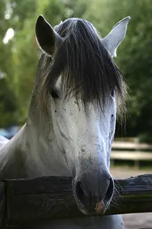 No People Horse Images Stampe: Pferde