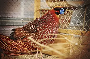Common Pheasant Images Stampe: Pheasant at the cage