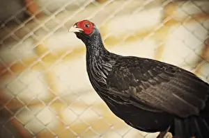 Landfowl Photography Stampe: Pheasant at the cage
