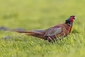 Pheasant Courtship Stampe: Two pheasant cocks (Phasianus colchicus) run parallel next to each other