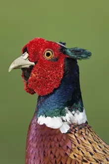 English Pheasant Stampe: Pheasant (Phasianus colchicus)