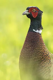 Stampe di Fagiano (Phasianus colchicus), Ritratto, Achau, Bassa Austria, Austria Fagiano Comune Stampe: Fagiano (Phasianus colchicus)