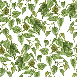 Seamless Pattern Design Stampe: Philodendron seamless pattern