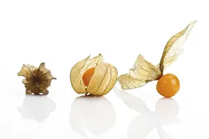 Fruity Studio Shots Stampe: Physalis