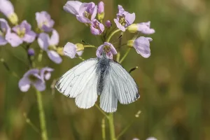 Cardamine Pratensis Flower Stampe: Pieris napi, RapsweiBling