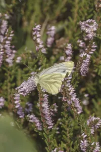 Bianco Venato Di Verde Stampe: Pieris napi, Rapsberry