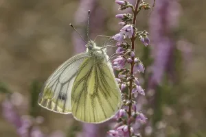 Deserted Natural Environments Photos Stampe: Pieris napi, RapsweiBling