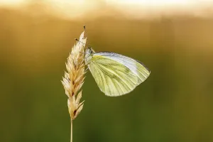 Atmospheric Evening Mood Stampe: Pieris napi, RapsweiBling