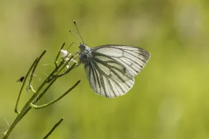 Natural Environment Habitat Stampe: Pieris napi, RapsweiBling