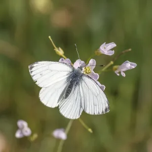 Flying Pterygote Insects Stampe: Pieris napi, RapsweiBling