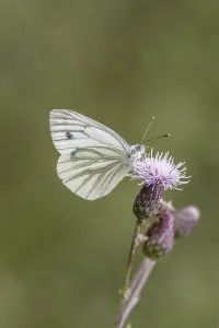 Green Veined White Butterfly Stampe: Pieris napi, RapsweiBling