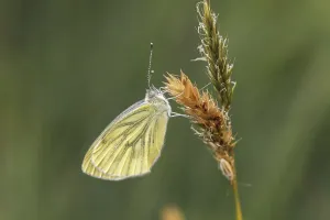 Pierid Species Stampe: Pieris napi, RapsweiBling