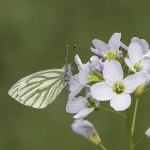 Flying Insects Wildlife Stampe: Pieris napi, RapsweiBling