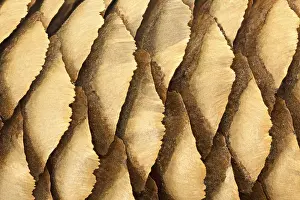 Uninhabited Forest Scene Stampe: Pine cone macro as background