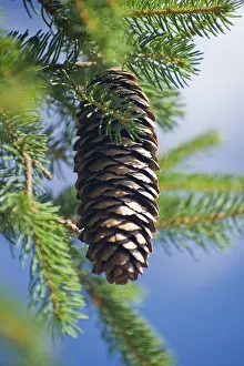 Daytime Plant Life Stampe: Pine cone on a tree