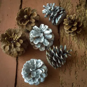 Pine Cone Images Stampe: Pine cones