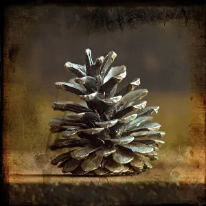 Christmas Pine Cones Stampe: Pine cones