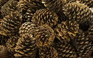 Italian Stone Pine Stampe: Pine cones of the pine tree in view