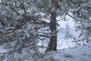 European Tree Landscapes Stampe: Pine-covered pine trees in snow