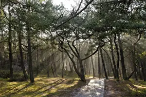 Coniferous Tree Photography Stampe: Pine forest