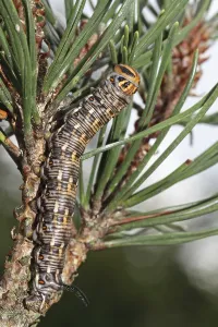 Pine Hawk Moth Stampe: Pine Hawk Moth