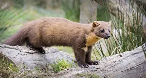 Stampe di Pine Marten (Cattivo) Pino Martora Stampe: Pine Marten (Cattivo)