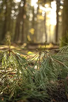 Atmospheric Evening Scene Stampe: Pine needles in the evening light