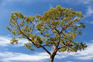 Coniferous Trees Stampe: Pine, pine tree (Pinaceae), pine