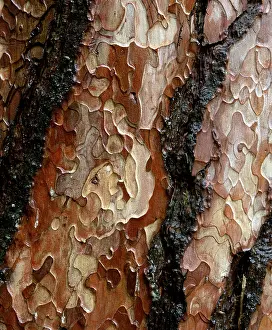 Close Up Pine Bark Stampe: Pine tree bark