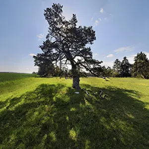 Central Europe Nature Views Stampe: Pine Tree (Pinus) with backlight