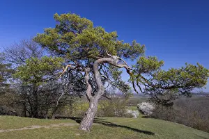 Coniferous Trees Europe Stampe: Pine tree on the Totschberg