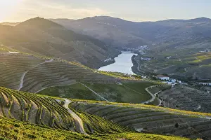 Douro Valley Scenic Views Stampe: Pine trees in the foreground frame the Douro River