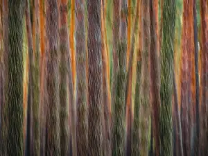 Nossentiner Schwinzer Heide Nature Park Stampe: Pine trunks in line and structure