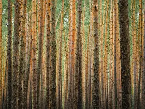 Protected Area Conservation Zone Stampe: Pine trunks in line and structure