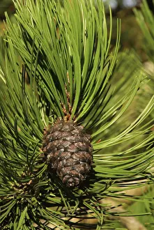 Pinaceae Family Trees Stampe: Pine twig