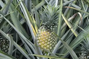 Fruity Food Still Life Stampe: Pineapple (pineapple comosus), pineapple field