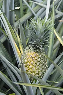 Tropical Fruit Cultivation Stampe: Pineapple (pineapple comosus), pineapple field