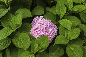 Lacecap Hydrangea Images Stampe: Pink Bigleaf Hydrangea (Hydrangea macrophylla)