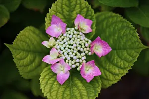 Summer Blooms In Germany Stampe: Pink plate hydrangea (Hydrangea)