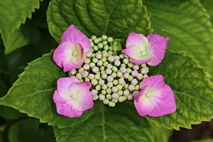 Summer Flowering In Germany Stampe: Pink plate hydrangea (Hydrangea)